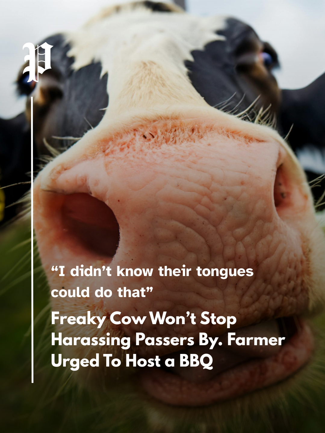 Freaky Cow Won't Stop Harassing Passers By. Farmer Urged To Host BBQ